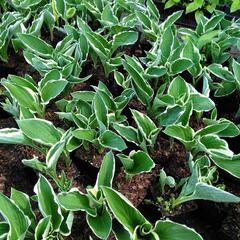 Bohyška 'Francee' - Hosta fortunei 'Francee'