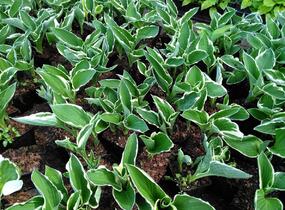 Bohyška 'Francee' - Hosta fortunei 'Francee'