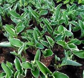 Bohyška 'Francee' - Hosta fortunei 'Francee'