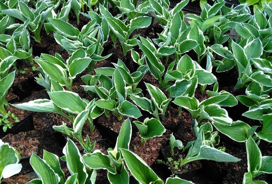 Bohyška 'Francee' - Hosta fortunei 'Francee'