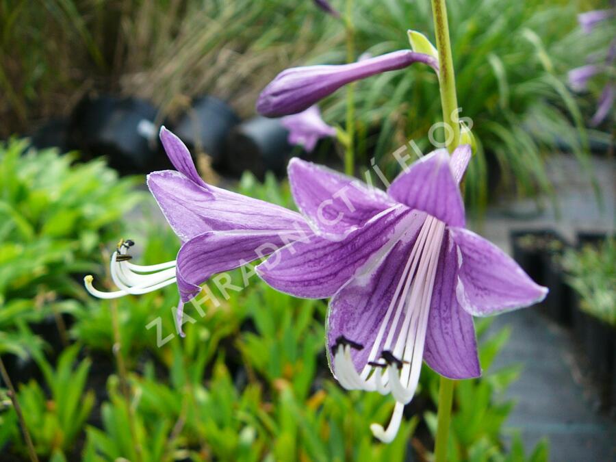 Bohyška clausa var. normalis - Hosta clausa var. normalis