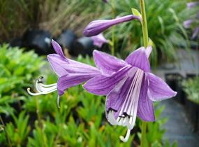 Bohyška clausa var. normalis - Hosta clausa var. normalis