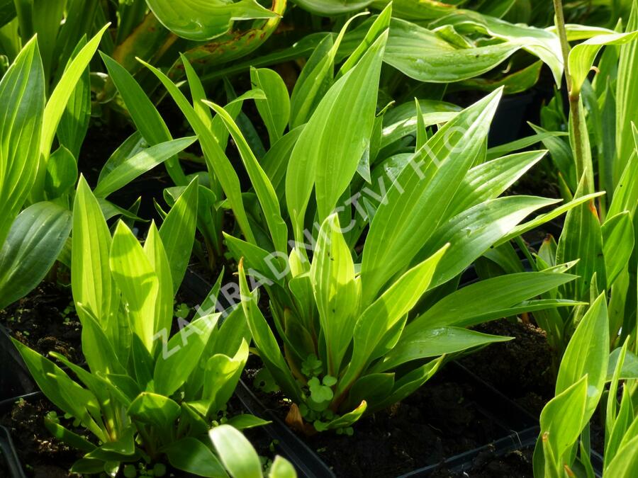 Bohyška clausa var. normalis - Hosta clausa var. normalis