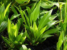 Bohyška clausa var. normalis - Hosta clausa var. normalis