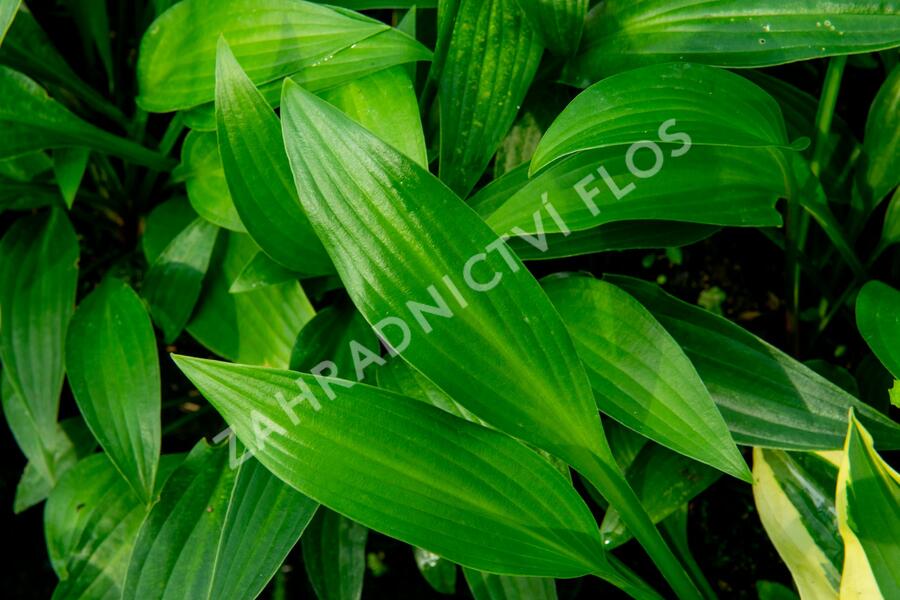 Bohyška clausa var. normalis - Hosta clausa var. normalis