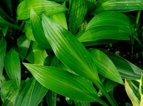 Bohyška clausa var. normalis - Hosta clausa var. normalis