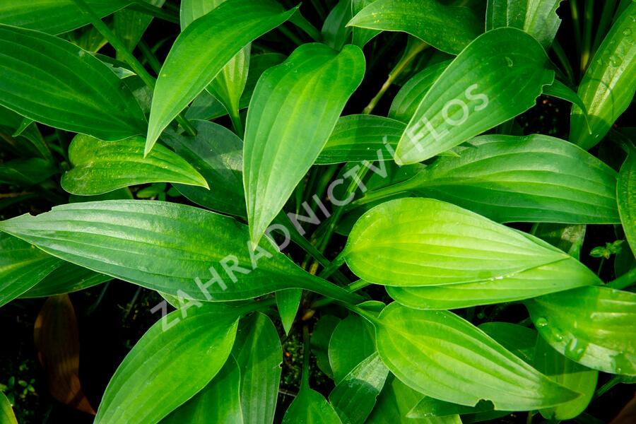 Bohyška clausa var. normalis - Hosta clausa var. normalis