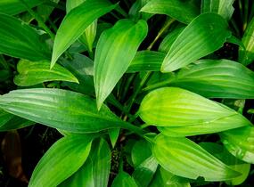 Bohyška clausa var. normalis - Hosta clausa var. normalis