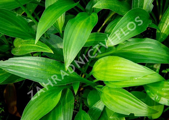 Bohyška clausa var. normalis - Hosta clausa var. normalis
