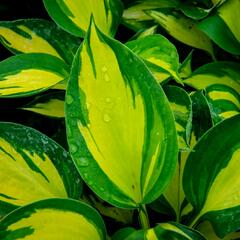 Bohyška 'Beach Boy' - Hosta 'Beach Boy'