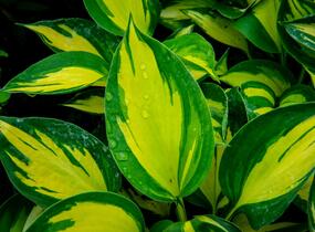 Bohyška 'Beach Boy' - Hosta 'Beach Boy'
