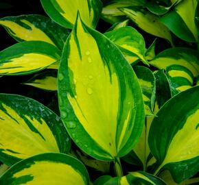 Bohyška 'Beach Boy' - Hosta 'Beach Boy'