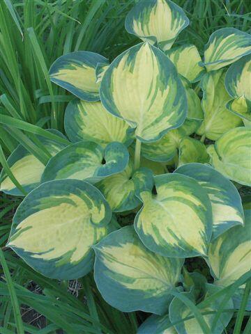 Bohyška 'Beach Boy' - Hosta 'Beach Boy'