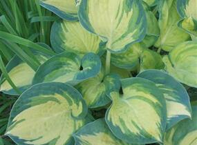 Bohyška 'Beach Boy' - Hosta 'Beach Boy'