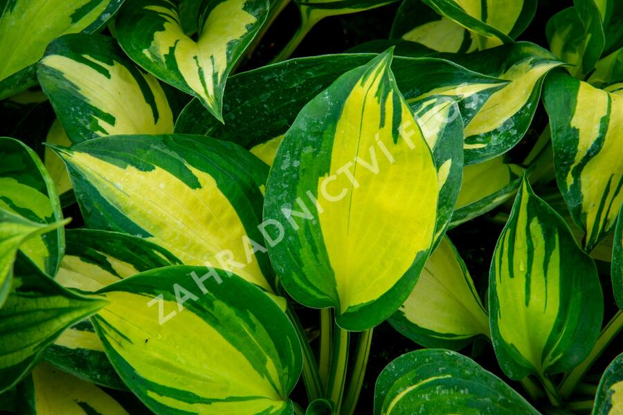 Bohyška 'Beach Boy' - Hosta 'Beach Boy'