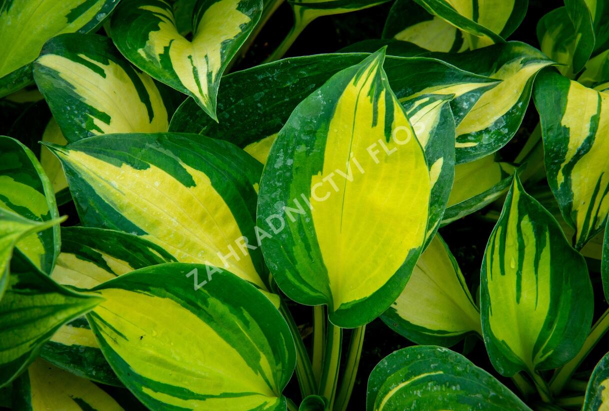 Bohyška 'Beach Boy' - Hosta 'Beach Boy'