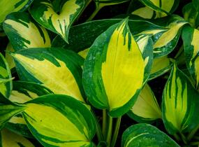 Bohyška 'Beach Boy' - Hosta 'Beach Boy'