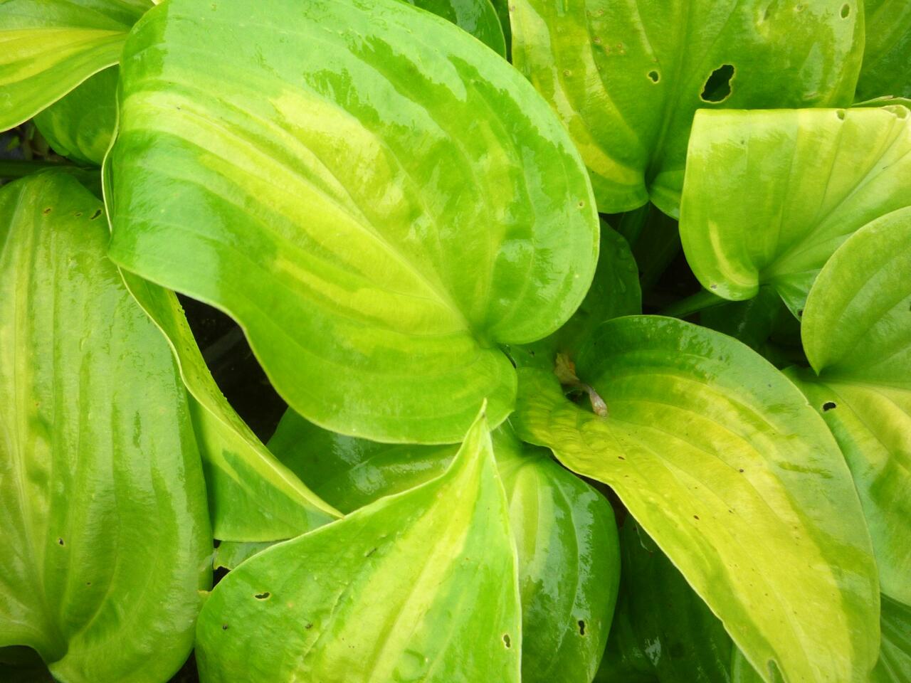 Bohyška 'Avocado' Hosta 'Avocado' Zahradnictví FLOS