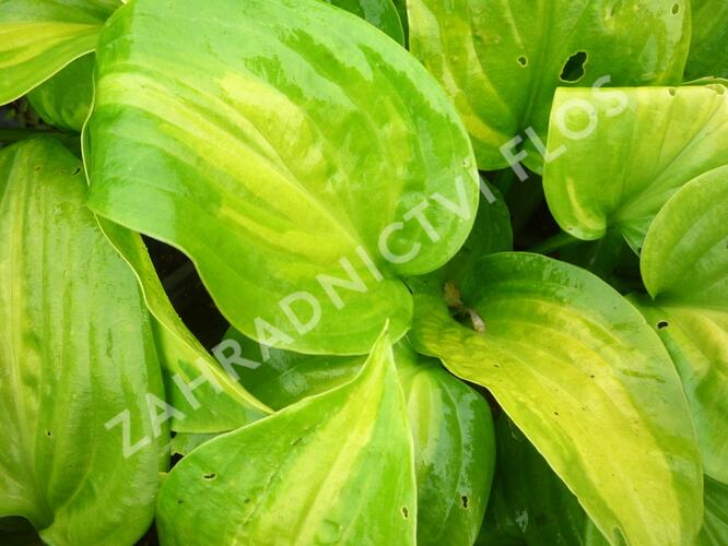 Bohyška 'Avocado' - Hosta 'Avocado'