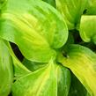 Bohyška 'Avocado' - Hosta 'Avocado'