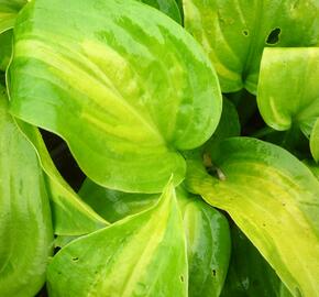 Bohyška 'Avocado' - Hosta 'Avocado'