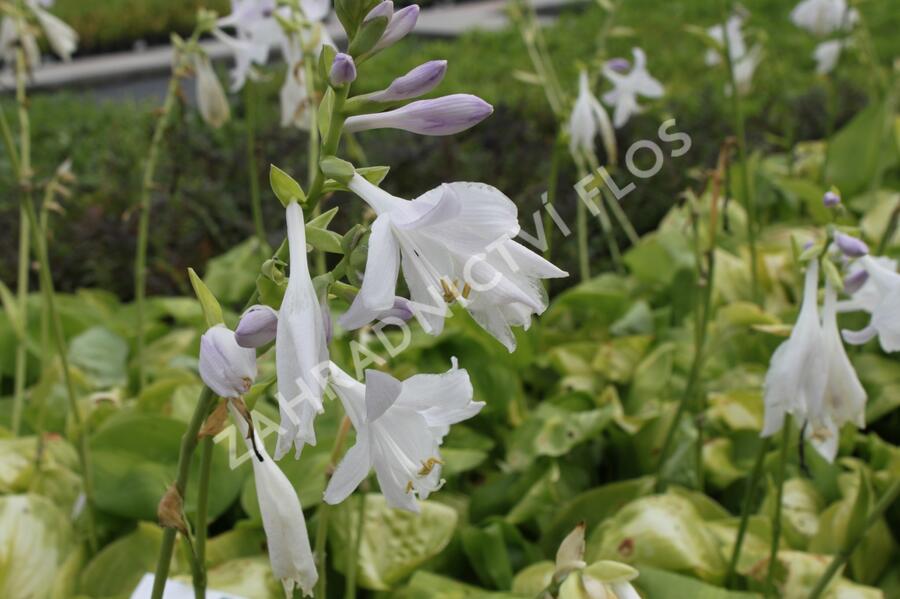 Bohyška 'Avocado' - Hosta 'Avocado'