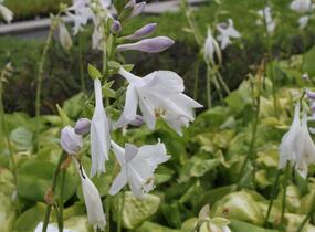 Bohyška 'Avocado' - Hosta 'Avocado'
