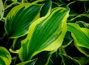 Bohyška 'Anne' - Hosta 'Anne'