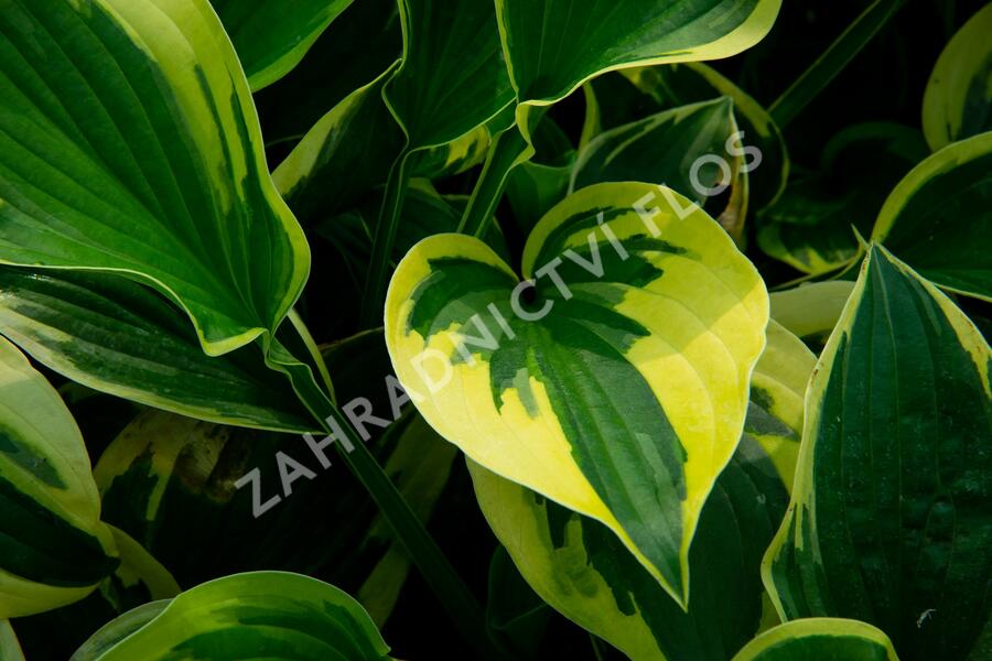 Bohyška 'Anne' - Hosta 'Anne'