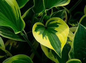 Bohyška 'Anne' - Hosta 'Anne'