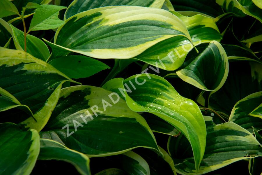 Bohyška 'Anne' - Hosta 'Anne'