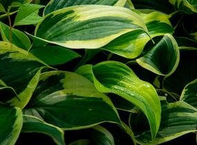 Bohyška 'Anne' - Hosta 'Anne'