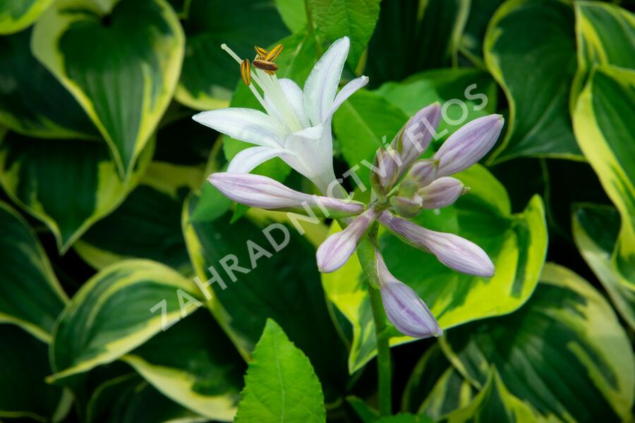 Bohyška 'Anne' - Hosta 'Anne'