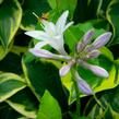 Bohyška 'Anne' - Hosta 'Anne'