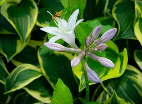 Bohyška 'Anne' - Hosta 'Anne'