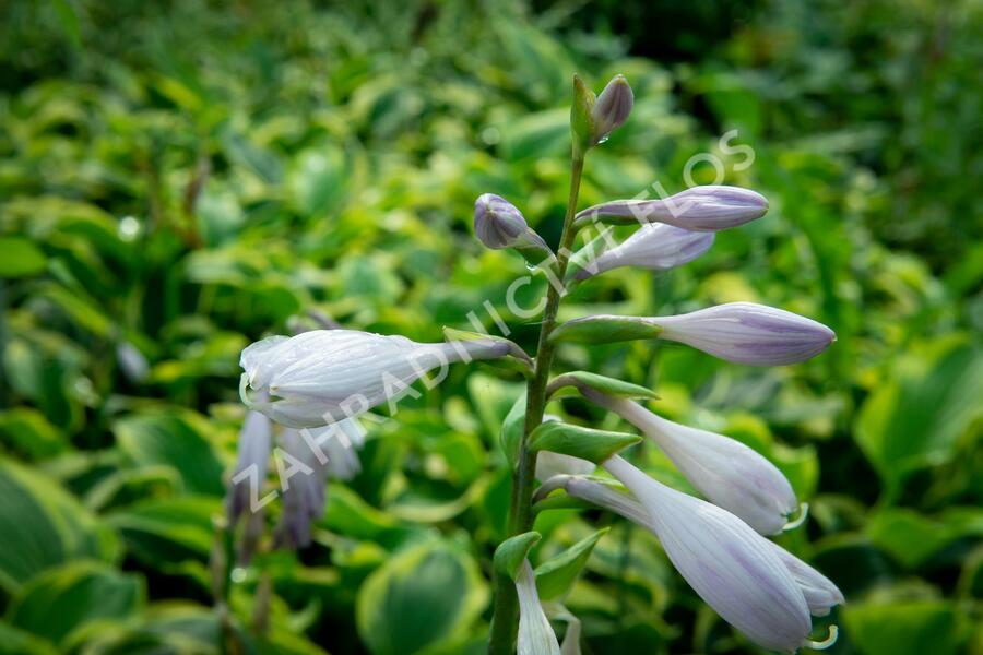 Bohyška 'Anne' - Hosta 'Anne'