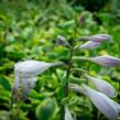 Bohyška 'Anne' - Hosta 'Anne'