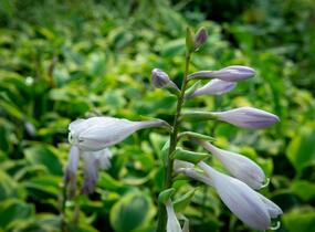 Bohyška 'Anne' - Hosta 'Anne'