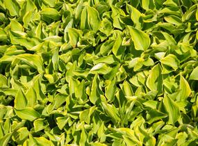 Bohyška 'Shade Fanfare' - Hosta 'Shade Fanfare'