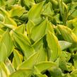 Bohyška 'Shade Fanfare' - Hosta 'Shade Fanfare'