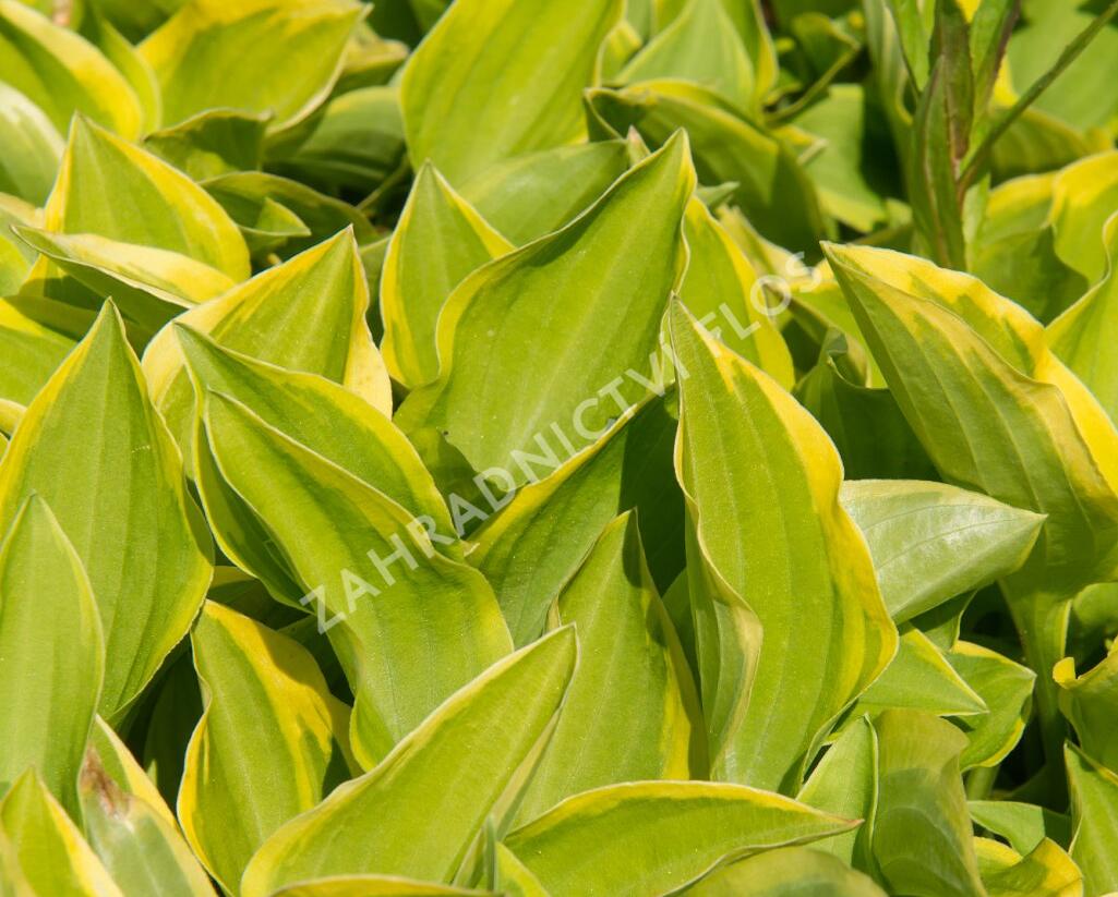 Bohyška 'Shade Fanfare' - Hosta 'Shade Fanfare'