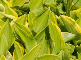 Bohyška 'Shade Fanfare' - Hosta 'Shade Fanfare'