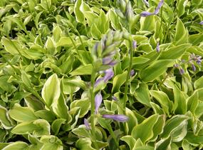 Bohyška 'Shade Fanfare' - Hosta 'Shade Fanfare'