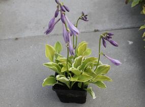 Bohyška 'Shade Fanfare' - Hosta 'Shade Fanfare'