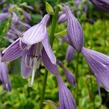 Bohyška 'Shade Fanfare' - Hosta 'Shade Fanfare'