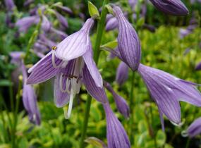 Bohyška 'Shade Fanfare' - Hosta 'Shade Fanfare'
