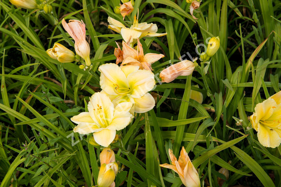 Denivka 'Tequila and Lime' - Hemerocallis 'Tequila and Lime'