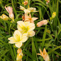 Denivka 'Tequila and Lime' - Hemerocallis 'Tequila and Lime'