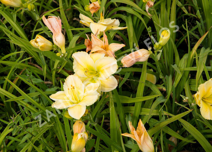 Denivka 'Tequila and Lime' Hemerocallis 'Tequila and Lime