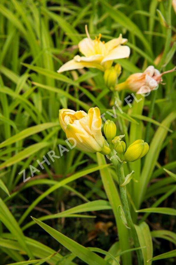 Denivka 'Tequila and Lime' - Hemerocallis 'Tequila and Lime'